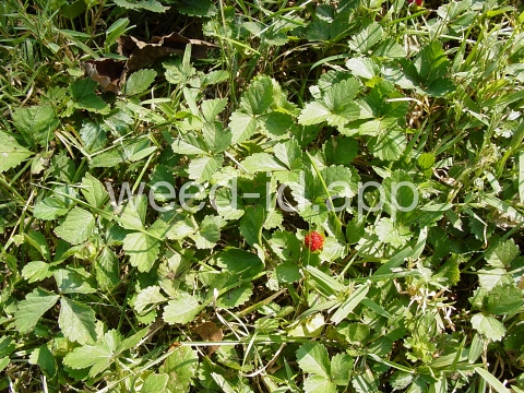 mockstrawberry, Indian